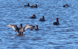 Duck pond